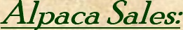 Alpaca Sales:
